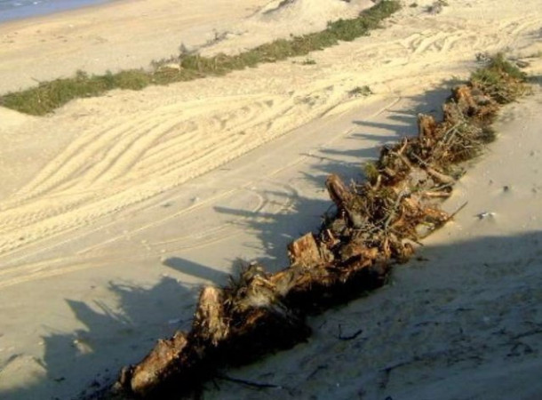 Opération un sapin pour la dune